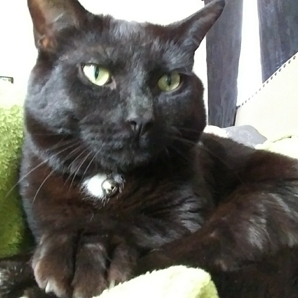 🐱 pet friendly closet 🐕 - Picture 4 of 6